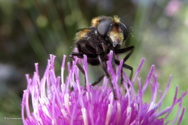 ...Schwebfliegen waren da auch...