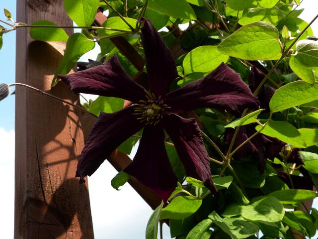 Clematis Romantica