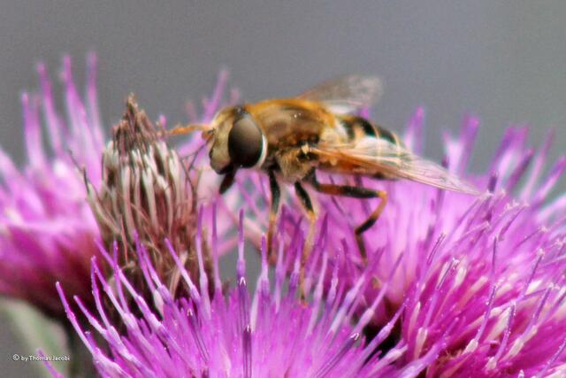 Wer sich mit diesen Insekten auskennt,...
