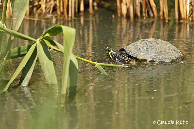Und manchmal sieht man sogar eine Wasserschildkröte, hier beim Entspannen ;-)))
