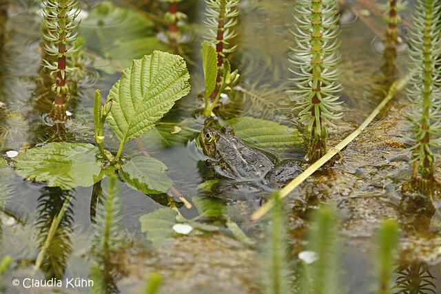 Das Wasser im Teich ist der Lebensraum von vielen Pflanzen und Tieren, hier sitzt ein kleiner Frosch leider wollte er nicht in die Kamera schauen ;-((
