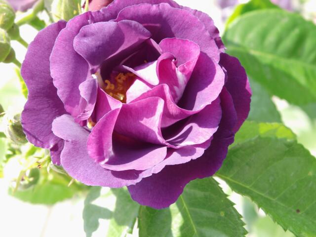 Schöne Farbe, finde ich.
