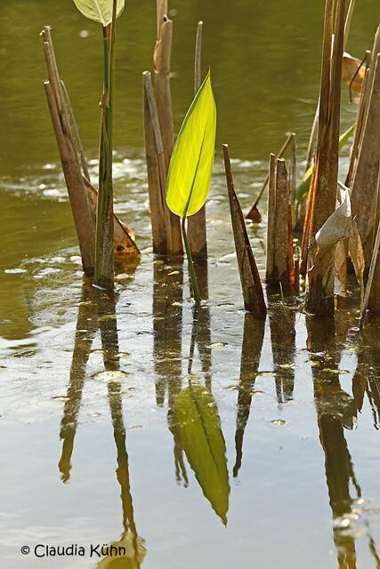 Im ruhigen Wasser spiegeln sich Pflanzn und sogar der Himmel