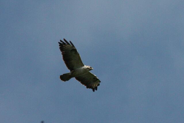 Der Fischadler (Bild 9-11)