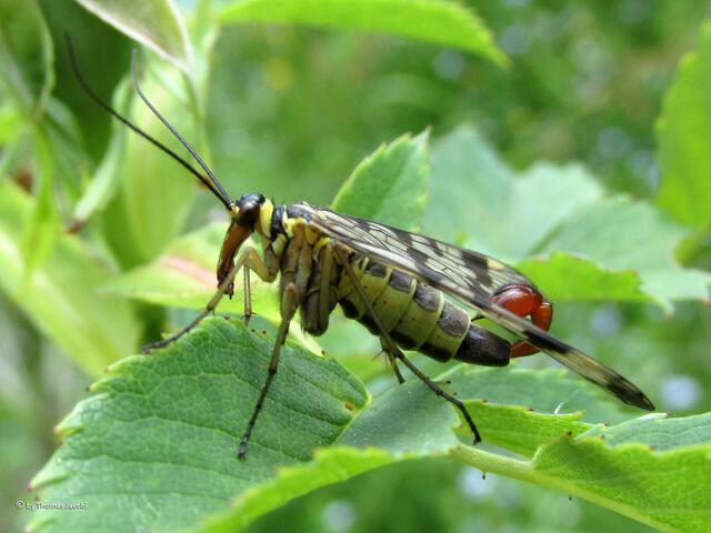 Skorpionsfliege