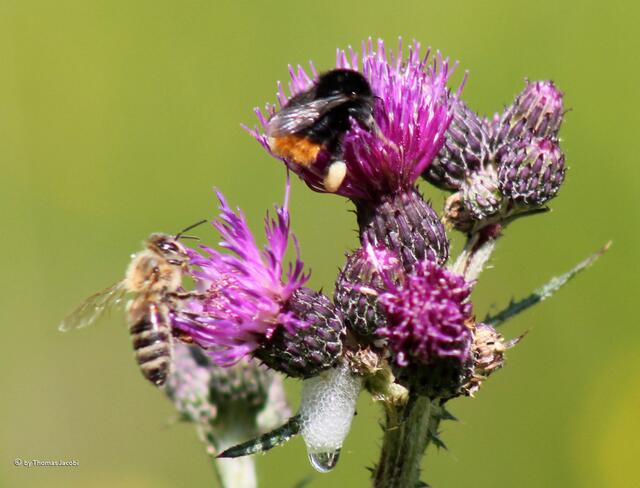 ...war ebenso unterwegs wie eine Steinhummel und eine Biene.