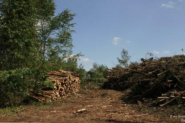 rechts im Bild ein riesiger Berg aus Ästen und kleineren Baumstämmen