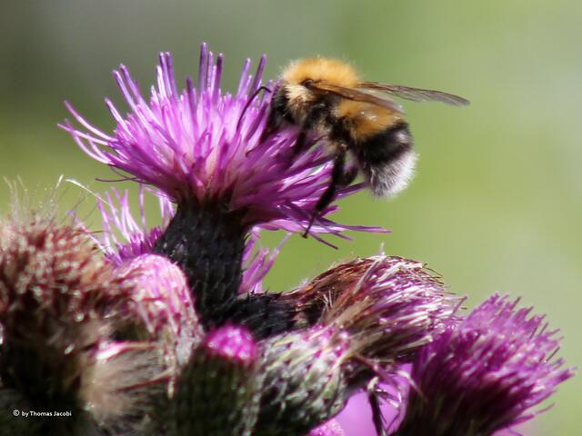 Eine Ackerhummel...