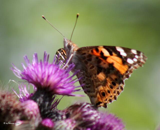 ...flatterte...