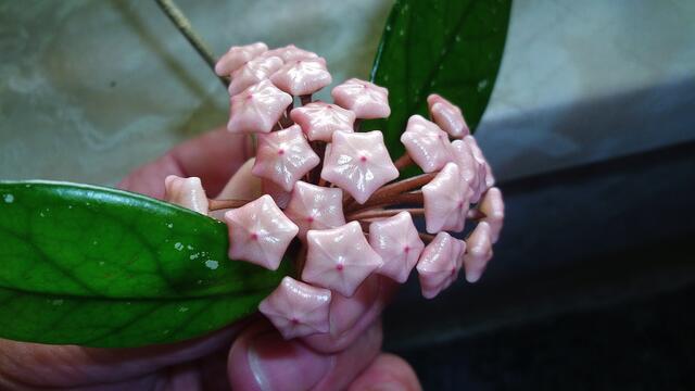 Wachsblumen (Hoya), auch Porzellanblumen genannt  - 3.7.2013 !