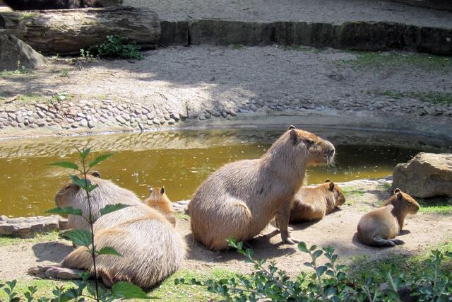 Familie Capybara entspannt.