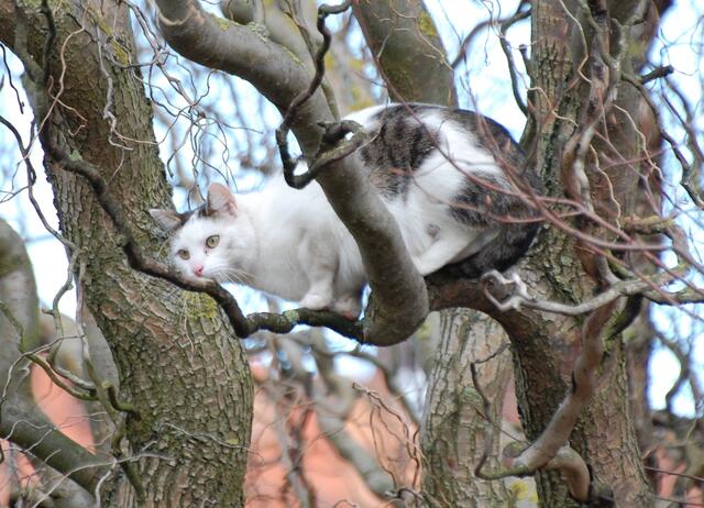 Na, wer behauptet hat, dass Katzen nicht auf Bäume klettern kann, wird mit diesem Bild von Angelika Scharringhausen erkennen, dass das nicht stimmt. | Foto: Angelika Scharringhausen aus Lahstedt