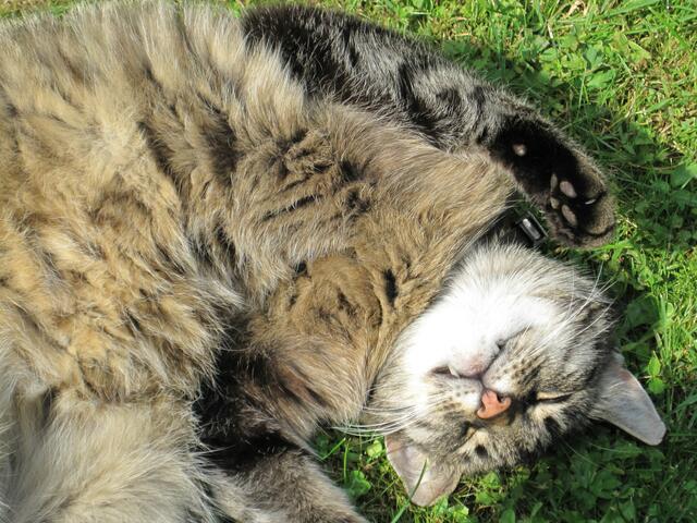 Die Lieblingsschlafposition vieler Katzen: Auf den Rücken legen, alle Viere von sich strecken und einfach nur dösen. | Foto: Annemarie Dr. Mrosk aus Eckartsberga