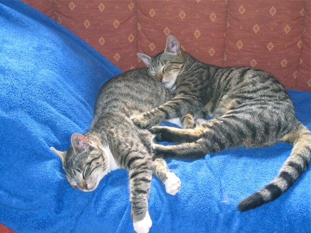 Kuschelalarm bei diesen beiden Katzen von Kirsten. | Foto: Kirsten S. aus Pattensen