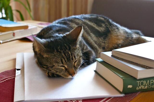 Und auch mein Vierbeiner hat sich dazugeschlichen. Lunas Schläfchen haben mir immer mal wieder eine Pause während dem Studium beschert ;-) | Foto: Julia Schmid aus Regen