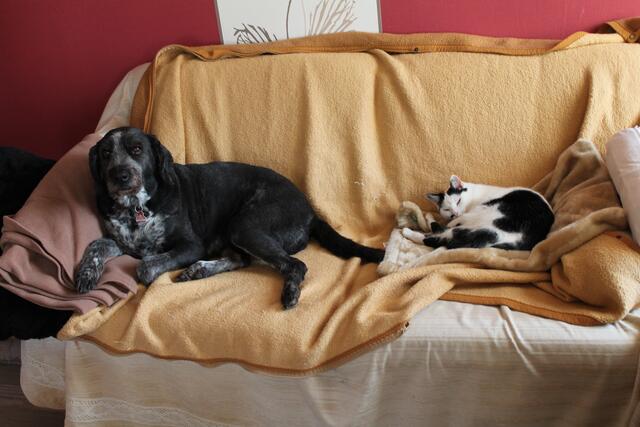 Hund und Katze sind nicht immer Erzfeinde, wie man es aus Cartoons kennt. | Foto: Tamara Nehles aus Rosenthal
