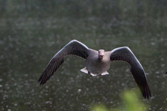 2.7.2013 19:31:11 | Gott sei Dank! Die Gans hat gute Augen und auch ein anderes Ziel!