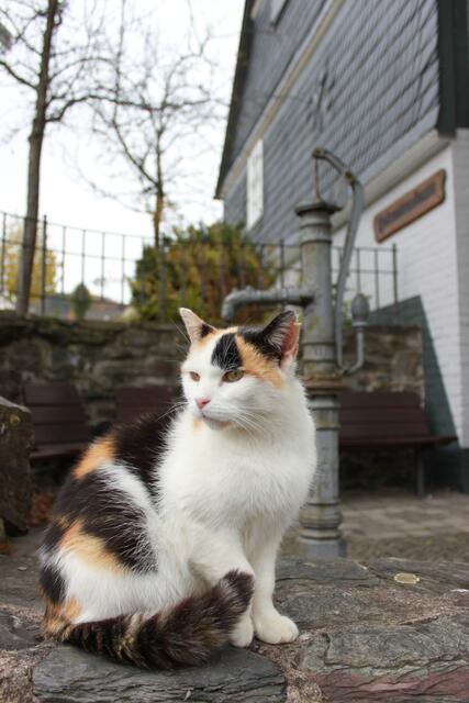 Die dreifarbige Katze, die Aniane Emde festgehalten hat, gilt aufgrund ihrer Musterung in vielen Ländern als Glückskatze. | Foto: Aniane Emde aus Korbach