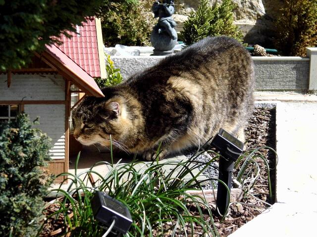 Hallo? Familie Maus? Ist jemand daheim? Hier handelt es sich natürlich um ein Miniaturhaus und keine Riesenkatze ... obwohl: dann hätten wir noch mehr zum Flauschen. | Foto: Gerhard Priester aus Daleiden