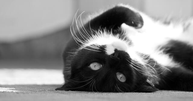 Markus Edsberger-Behle hat seine schwarz-weiße Katze in einem schwarz-weißen Bild festgehalten. Schön! | Foto: Markus Edsberger-Behle aus Willingen (Upland)