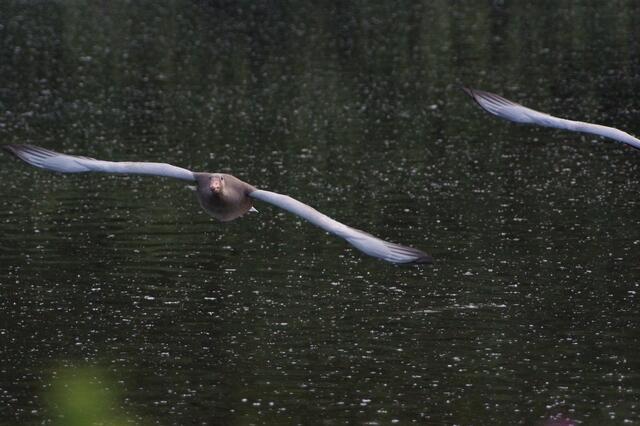 2.7.2013 19:31:10 | Der Teich ist mit Blütenstaub, bzw. Blütenresten übersät. Die ausgewählte Graugans 'im Bild zu halten' ist schwieriger als es hier zu sehen ist.
