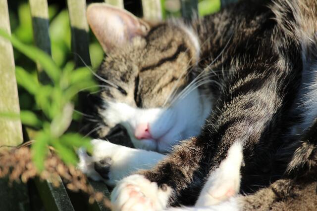 Wenn die Müdigkeit einen überfällt, schlafen Katze und Kater überall. | Foto: Hildegard Schön aus Barsinghausen