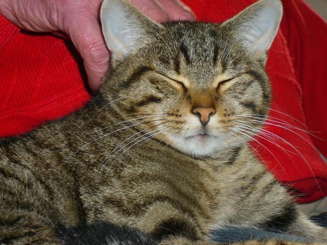 Ohhhh ja, bitte weiterkraulen! Genau da! So ist es richtig! Katzen wissen genau, was sie wollen - und teilen das ihren Besitzern schon einmal fordernd mit. | Foto: Christl Fischer aus Friedberg