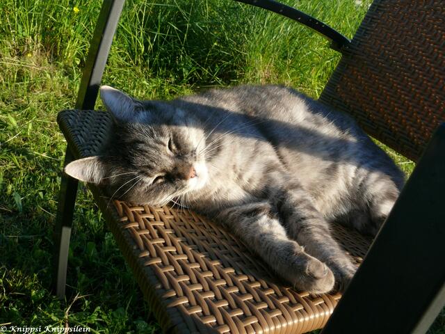 Was dem Mensch zum Sitzen taugt, dient der Katze locker als Schlafplatz. | Foto: Knippsi Knippsilein aus Ellgau