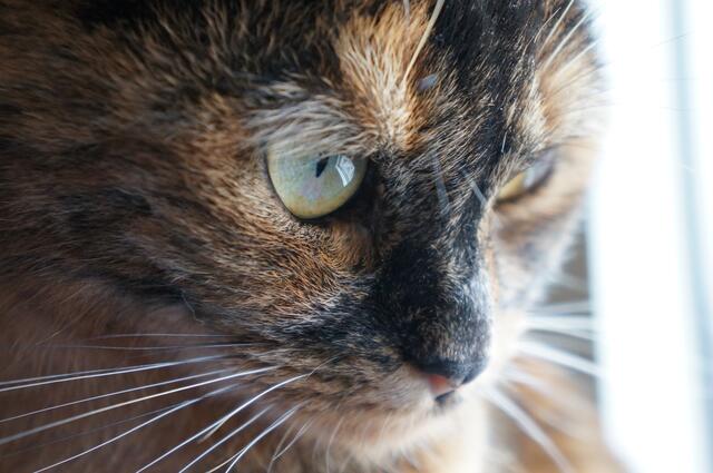 Eine bezaubernde Nahaufnahme einer dreifarbigen Katze von Sandra Fräßdorf. | Foto: Sandra Fräßdorf aus Lehrte