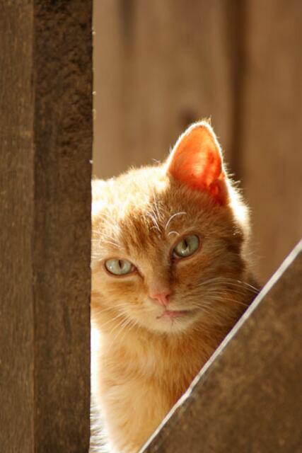 Diese Katze scheint sich als wahres Sonnenkind zu entpuppen. | Foto: Walter J. Pilsak aus Waldsassen