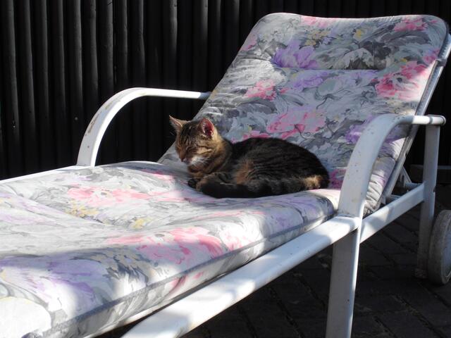 Was der Mensch mag, mag die Katze noch lieber. Erst einmal ein entspanntes Schläfchen im Liegestuhl. | Foto: Annette Thü. aus Neustadt am Rübenberge