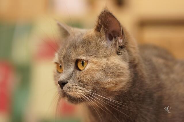 Nachts sind alle Katzen grau - nicht ganz. Manche Katzen sind auch schon tagsüber grau ;-) | Foto: Heiko Schirner aus Bad Kösen