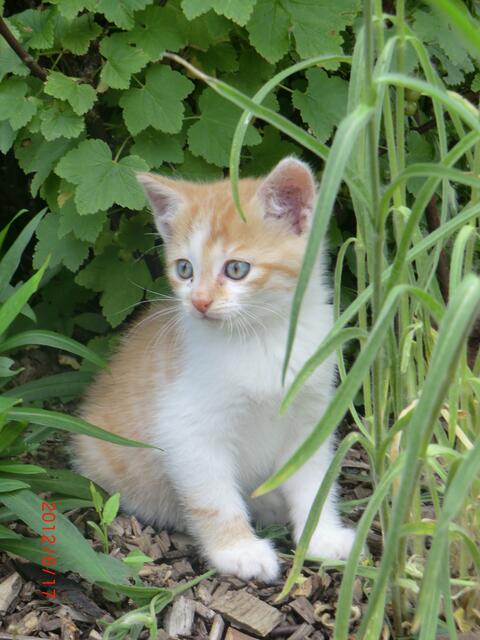 Ganz aufmerksam guckt sich dieses Katzenkind von Melissa Emde um. | Foto: Melissa Emde aus Korbach