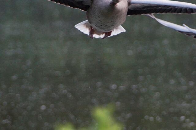 2.7.2013 19:31:11 | Gefühlt knapp zwei Meter 'donnert' die Gans am Fotografen vorbei. Zum Glück war es eine echte Graugans und keine Drohne!