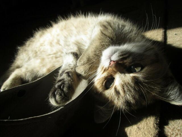 Ein schönes Spiel von Licht und Schatten. Die Katze genießt hingegen einfach nur ihr Päuschen. | Foto: Gaby Floer aus Garbsen