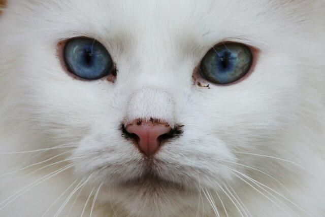Diese Katze besitzt blaue Augen wie Edelsteine. | Foto: Stephanie Brühmann aus Korbach
