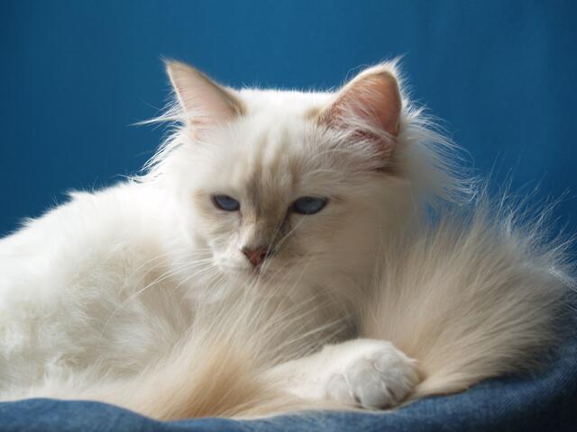 Das Deckchen ist perfekt auf die traumhaft blauen Augen abgestimmt. Sabine Barkus weiß, wie man eine Katze in Szene setzt. | Foto: Sabine Barkus aus Giesen