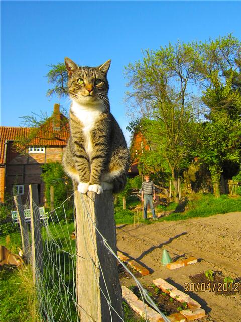 Von hier aus hat diese Katze eine besonders tolle Sicht - und Kirsten konnte sie super fotografieren. | Foto: Kirsten S. aus Pattensen