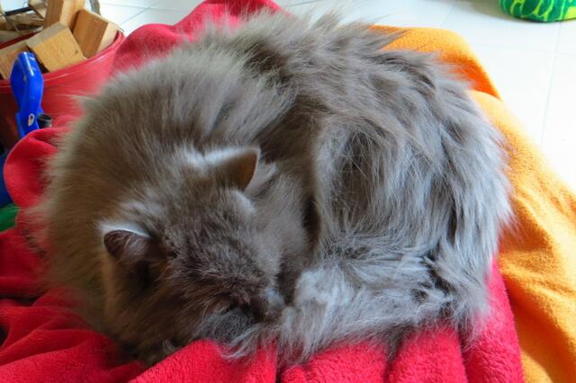 Ein flauschiges Fellknäuel hat Brigitte Obermaier hier festgehalten. Man möchte am liebsten die Hand ausstrecken und kuscheln! | Foto: Brigitte Obermaier aus München