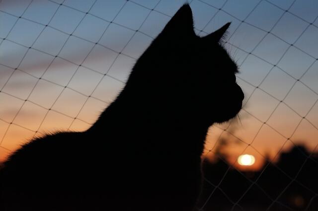 Kommt bei diesem Bild ein romantisches Gefühl auf oder doch ein bisschen Melancholie? | Foto: Sandra Fräßdorf aus Lehrte