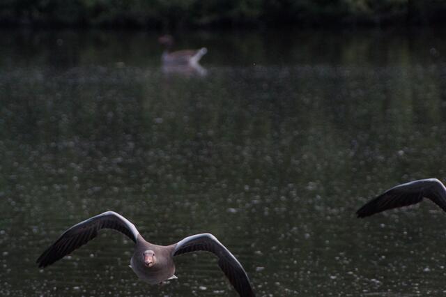2.7.2013 19:31:10 | Wird der Fotograf nervös? WER hat hier nun WEN im Fokus? Etwa der Vogel den Fotografen?