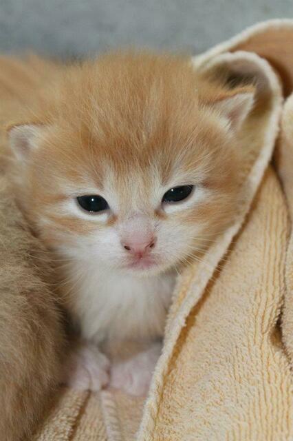 Dieses Katzenbaby hat die Äuglein wohl noch nicht lange offen. | Foto: Sabine Pollok aus Dillingen