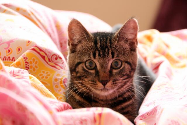 Diese tolle Katze wirkt ein bisschen so, als hätte man sie auf frischer Tat ertappt. Ob sie wohl sonst nicht ins Bett von Markus Wiese darf? | Foto: Markus Wiese aus Garbsen