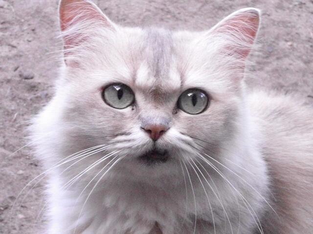 Hier hat Gaby Floer ein kleines Katzenlächeln eingefangen. | Foto: Gaby Floer aus Garbsen