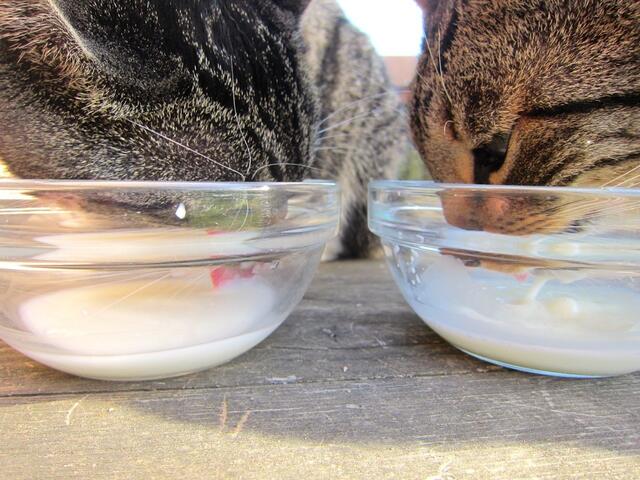 Ein Gläschen Milch gibt Stärkung. | Foto: Kirsten S. aus Pattensen