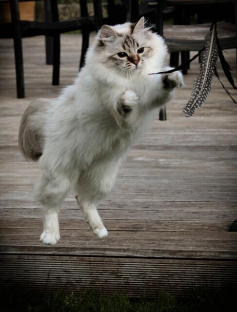 Attacke! Wenn zum Spielen aufgefordert wird, zögern die meisten Katzen nicht lange. | Foto: Marit Stelzner aus Fürstenfeldbruck
