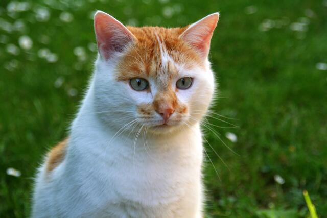 Tamara Schydlowski hat ihre Katze offensichtlich auf eine Sommerwiese begleitet. Dabei entstand dieses schöne Foto. | Foto: Tamara Schydlowski aus Ebsdorfergrund