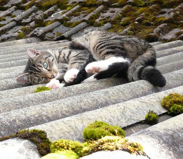Das warme Dach lockt viele Katzen an, auch diese hier. | Foto: Birgit Leidinger aus Wetter