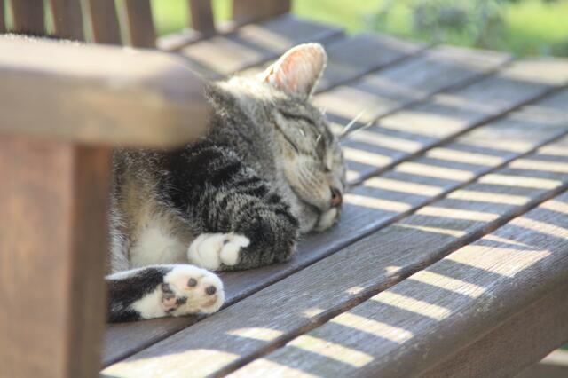 Wenn Katzen entspannt dösen, kommt man als Mensch selbst zur Ruhe. Ein wahres Heilmittel nach einem stressigen Tag. | Foto: Dagmar Siegmann aus Wennigsen