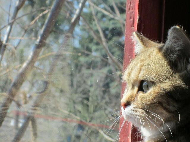 Ob da draußen ein interessanter Vogel flattert oder betrachtet die Katze womöglich doch ihr Spiegelbild? | Foto: Gaby Floer aus Garbsen